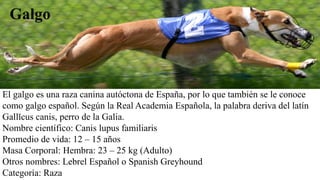 El galgo es una raza canina autóctona de España, por lo que también se le conoce
como galgo español. Según la Real Academia Española, la palabra deriva del latín
Gallĭcus canis, perro de la Galia.
Nombre científico: Canis lupus familiaris
Promedio de vida: 12 – 15 años
Masa Corporal: Hembra: 23 – 25 kg (Adulto)
Otros nombres: Lebrel Español o Spanish Greyhound
Categoría: Raza
Galgo
 