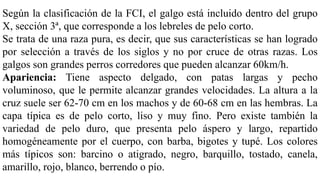 Según la clasificación de la FCI, el galgo está incluido dentro del grupo
X, sección 3ª, que corresponde a los lebreles de pelo corto.
Se trata de una raza pura, es decir, que sus características se han logrado
por selección a través de los siglos y no por cruce de otras razas. Los
galgos son grandes perros corredores que pueden alcanzar 60km/h.
Apariencia: Tiene aspecto delgado, con patas largas y pecho
voluminoso, que le permite alcanzar grandes velocidades. La altura a la
cruz suele ser 62-70 cm en los machos y de 60-68 cm en las hembras. La
capa típica es de pelo corto, liso y muy fino. Pero existe también la
variedad de pelo duro, que presenta pelo áspero y largo, repartido
homogéneamente por el cuerpo, con barba, bigotes y tupé. Los colores
más típicos son: barcino o atigrado, negro, barquillo, tostado, canela,
amarillo, rojo, blanco, berrendo o pío.
 