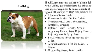 Bulldog
El bulldog es una raza canina originaria del
Reino Unido, que inicialmente fue utilizada
para apostar en peleas de perros durante el
siglo XVII, aunque en 1835 esta práctica fue
prohibida en Reino Unido.
Esperanza de vida: De 8 a 10 años
Temperamento: Dócil, Voluntarioso,
Amigable, Gregario
Colores: Blanco, Cervato, Piebald,
Atigrado y blanco, Rojo, Rojo y blanco,
Rojo atigrado, Beige y blanco
Peso: Hembra: 18–23 kg, Macho: 23–
25 kg
Altura: Hembra: 31–40 cm, Macho: 31–
40 cm
Origen: Inglaterra, Reino Unido
 
