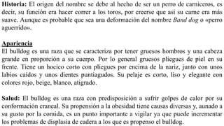 Historia: El origen del nombre se debe al hecho de ser un perro de carniceros, es
decir, su función era hacer correr a los toros, por creerse que así su carne era más
suave. Aunque es probable que sea una deformación del nombre Band dog o «perro
aguerrido».
Apariencia
El bulldog es una raza que se caracteriza por tener gruesos hombros y una cabeza
grande en proporción a su cuerpo. Por lo general gruesos pliegues de piel en su
frente. Tiene un hocico corto con pliegues por encima de la nariz, junto con unos
labios caídos y unos dientes puntiagudos. Su pelaje es corto, liso y elegante con
colores rojo, beige, blanco, atigrado.
Salud: El bulldog es una raza con predisposición a sufrir golpes de calor por su
conformación craneal. Su propensión a la obesidad tiene causas diversas y, aunado a
su gusto por la comida, es un punto importante a vigilar ya que puede incrementar
los problemas de displasia de cadera a los que es propenso el bulldog.
 