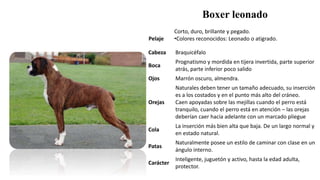 Boxer leonado
Pelaje
Corto, duro, brillante y pegado.
•Colores reconocidos: Leonado o atigrado.
Cabeza Braquicéfalo
Boca
Prognatismo y mordida en tijera invertida, parte superior
atrás, parte inferior poco salido
Ojos Marrón oscuro, almendra.
Orejas
Naturales deben tener un tamaño adecuado, su inserción
es a los costados y en el punto más alto del cráneo.
Caen apoyadas sobre las mejillas cuando el perro está
tranquilo, cuando el perro está en atención – las orejas
deberían caer hacia adelante con un marcado pliegue
Cola
La inserción más bien alta que baja. De un largo normal y
en estado natural.
Patas
Naturalmente posee un estilo de caminar con clase en un
ángulo interno.
Carácter
Inteligente, juguetón y activo, hasta la edad adulta,
protector.
 