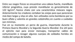 Entre sus rasgos físicos se encuentran una cabeza fuerte, mandíbula
inferior prognática, cuya presión mandibular es generalmente de
122 kg/cm², hocico chato con una característica máscara negra.
Anteriormente los criadores cortaban las orejas para que parecieran
más bien largas y sitas en alto. Son utilizados como bomberos por su
buen olfato y valentía en grandes catástrofes;en cuanto a cuidados
son mínimos.
Fue en su momento un perro de guerra, importante durante la
Primera Guerra Mundial y la Segunda Guerra Mundial. Era útil para
el ejército nazi para enviar mensajes, transportar cables de
comunicación o recoger algunos cuerpos de soldados heridos en
medio del campo de batalla.
 