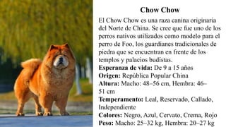 Chow Chow
El Chow Chow es una raza canina originaria
del Norte de China. Se cree que fue uno de los
perros nativos utilizados como modelo para el
perro de Foo, los guardianes tradicionales de
piedra que se encuentran en frente de los
templos y palacios budistas.
Esperanza de vida: De 9 a 15 años
Origen: República Popular China
Altura: Macho: 48–56 cm, Hembra: 46–
51 cm
Temperamento: Leal, Reservado, Callado,
Independiente
Colores: Negro, Azul, Cervato, Crema, Rojo
Peso: Macho: 25–32 kg, Hembra: 20–27 kg
 