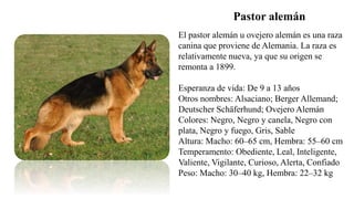 Pastor alemán
El pastor alemán u ovejero alemán es una raza
canina que proviene de Alemania. La raza es
relativamente nueva, ya que su origen se
remonta a 1899.
Esperanza de vida: De 9 a 13 años
Otros nombres: Alsaciano; Berger Allemand;
Deutscher Schäferhund; Ovejero Alemán
Colores: Negro, Negro y canela, Negro con
plata, Negro y fuego, Gris, Sable
Altura: Macho: 60–65 cm, Hembra: 55–60 cm
Temperamento: Obediente, Leal, Inteligente,
Valiente, Vigilante, Curioso, Alerta, Confiado
Peso: Macho: 30–40 kg, Hembra: 22–32 kg
 