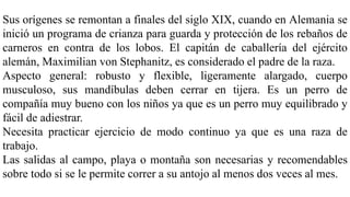 Sus orígenes se remontan a finales del siglo XIX, cuando en Alemania se
inició un programa de crianza para guarda y protección de los rebaños de
carneros en contra de los lobos. El capitán de caballería del ejército
alemán, Maximilian von Stephanitz, es considerado el padre de la raza.
Aspecto general: robusto y flexible, ligeramente alargado, cuerpo
musculoso, sus mandíbulas deben cerrar en tijera. Es un perro de
compañía muy bueno con los niños ya que es un perro muy equilibrado y
fácil de adiestrar.
Necesita practicar ejercicio de modo continuo ya que es una raza de
trabajo.
Las salidas al campo, playa o montaña son necesarias y recomendables
sobre todo si se le permite correr a su antojo al menos dos veces al mes.
 