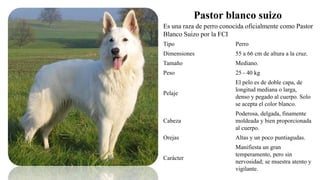 Pastor blanco suizo
Es una raza de perro conocida oficialmente como Pastor
Blanco Suizo por la FCI
Tipo Perro
Dimensiones 55 a 66 cm de altura a la cruz.
Tamaño Mediano.
Peso 25 - 40 kg
Pelaje
El pelo es de doble capa, de
longitud mediana o larga,
denso y pegado al cuerpo. Solo
se acepta el color blanco.
Cabeza
Poderosa, delgada, finamente
moldeada y bien proporcionada
al cuerpo.
Orejas Altas y un poco puntiagudas.
Carácter
Manifiesta un gran
temperamento, pero sin
nervosidad; se muestra atento y
vigilante.
 
