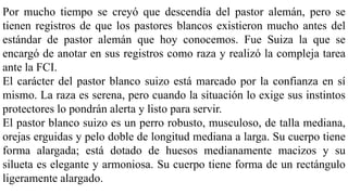 Por mucho tiempo se creyó que descendía del pastor alemán, pero se
tienen registros de que los pastores blancos existieron mucho antes del
estándar de pastor alemán que hoy conocemos. Fue Suiza la que se
encargó de anotar en sus registros como raza y realizó la compleja tarea
ante la FCI.
El carácter del pastor blanco suizo está marcado por la confianza en sí
mismo. La raza es serena, pero cuando la situación lo exige sus instintos
protectores lo pondrán alerta y listo para servir.
El pastor blanco suizo es un perro robusto, musculoso, de talla mediana,
orejas erguidas y pelo doble de longitud mediana a larga. Su cuerpo tiene
forma alargada; está dotado de huesos medianamente macizos y su
silueta es elegante y armoniosa. Su cuerpo tiene forma de un rectángulo
ligeramente alargado.
 