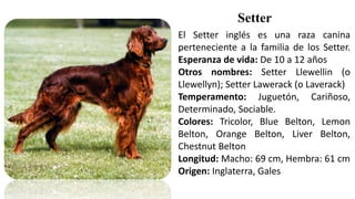 El Setter inglés es una raza canina
perteneciente a la familia de los Setter.
Esperanza de vida: De 10 a 12 años
Otros nombres: Setter Llewellin (o
Llewellyn); Setter Lawerack (o Laverack)
Temperamento: Juguetón, Cariñoso,
Determinado, Sociable.
Colores: Tricolor, Blue Belton, Lemon
Belton, Orange Belton, Liver Belton,
Chestnut Belton
Longitud: Macho: 69 cm, Hembra: 61 cm
Origen: Inglaterra, Gales
Setter
 