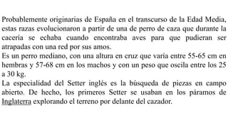 Probablemente originarias de España en el transcurso de la Edad Media,
estas razas evolucionaron a partir de una de perro de caza que durante la
cacería se echaba cuando encontraba aves para que pudieran ser
atrapadas con una red por sus amos.
Es un perro mediano, con una altura en cruz que varía entre 55-65 cm en
hembras y 57-68 cm en los machos y con un peso que oscila entre los 25
a 30 kg.
La especialidad del Setter inglés es la búsqueda de piezas en campo
abierto. De hecho, los primeros Setter se usaban en los páramos de
Inglaterra explorando el terreno por delante del cazador.
 