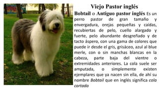 Viejo Pastor inglés
Bobtail o Antiguo pastor inglés Es un
perro pastor de gran tamaño y
envergadura, orejas pequeñas y caídas,
recubiertas de pelo, cuello alargado y
fuerte, pelo abundante desgreñado y de
tacto áspero, con una gama de colores que
puede ir desde el gris, grisáceo, azul al blue
merle, con o sin manchas blancas en la
cabeza, parte baja del vientre o
extremidades anteriores. La cola suele ser
amputada, o simplemente existen
ejemplares que ya nacen sin ella, de ahí su
nombre Bobtail que en inglés significa cola
cortada
 
