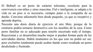 El Bobtail es un perro de carácter tolerante, excelente para la
convivencia con niños y otras mascotas. Fiel e inteligente, se adapta a la
vida en un piso si es necesario, siempre junto a la compañía de su
dueño. Conviene adiestrarlo bien desde pequeño, ya que es receptivo y
aprende deprisa.
Necesita una dosis diaria de ejercicio al aire libre, porque de lo
contrario podría tornarse destructivo con los muebles de la casa. Como
perro familiar no es adecuado para tenerlo encerrado todo el tiempo.
Reaccionan y se desarrollan mucho mejor si pueden formar parte de las
actividades diarias. Habrá momentos en los que esto no podrá ser así,
pero excluirlos totalmente puede acabar dando como resultado un perro
desdichado y frustrado.
 