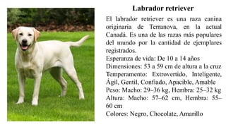 El labrador retriever es una raza canina
originaria de Terranova, en la actual
Canadá. Es una de las razas más populares
del mundo por la cantidad de ejemplares
registrados.
Esperanza de vida: De 10 a 14 años
Dimensiones: 53 a 59 cm de altura a la cruz
Temperamento: Extrovertido, Inteligente,
Ágil, Gentil, Confiado, Apacible, Amable
Peso: Macho: 29–36 kg, Hembra: 25–32 kg
Altura: Macho: 57–62 cm, Hembra: 55–
60 cm
Colores: Negro, Chocolate, Amarillo
Labrador retriever
 
