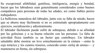 Su excepcional afabilidad, gentileza, inteligencia, energía y bondad,
hacen que los labradores sean generalmente considerados como buenos
compañeros para personas de todas las edades, así como fiables perros
trabajadores.
La bulliciosa naturaleza del labrador, junto con su falta de miedo, hacen
que se aburra muy fácilmente si no es estimulado apropiadamente con
ejercicio, socialización y adiestramiento.
El labrador fácilmente puede sufrir de sobrepeso, debido a su afinidad
por las golosinas y a su buena relación con las personas. La falta de
actividad física también es un factor que contribuye. Un labrador
saludable debe mostrar un leve estrechamiento en la cintura —entre la
caja torácica y los cuartos traseros, conocido como «reloj de arena»— y
mantenerse en forma, sin sobrepeso.
 