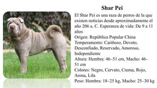 El Shar Pei es una raza de perros de la que
existen noticias desde aproximadamente el
año 206 a. C. Esperanza de vida: De 9 a 11
años
Origen: República Popular China
Temperamento: Cariñoso, Devoto,
Desconfiado, Reservado, Amoroso,
Independiente
Altura: Hembra: 46–51 cm, Macho: 46–
51 cm
Colores: Negro, Cervato, Crema, Rojo,
Arena, Lila
Peso: Hembra: 18–25 kg, Macho: 25–30 kg
Shar Pei
 