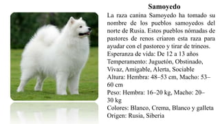 Samoyedo
La raza canina Samoyedo ha tomado su
nombre de los pueblos samoyedos del
norte de Rusia. Estos pueblos nómadas de
pastores de renos criaron esta raza para
ayudar con el pastoreo y tirar de trineos.
Esperanza de vida: De 12 a 13 años
Temperamento: Juguetón, Obstinado,
Vivaz, Amigable, Alerta, Sociable
Altura: Hembra: 48–53 cm, Macho: 53–
60 cm
Peso: Hembra: 16–20 kg, Macho: 20–
30 kg
Colores: Blanco, Crema, Blanco y galleta
Origen: Rusia, Siberia
 