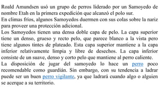 Roald Amundsen usó un grupo de perros liderado por un Samoyedo de
nombre Etah en la primera expedición que alcanzó el polo sur.
En climas fríos, algunos Samoyedos duermen con sus colas sobre la nariz
para proveer una protección adicional.
Los Samoyedos tienen una densa doble capa de pelo. La capa superior
tiene un denso, grueso y recto pelo, que parece blanco a la vista pero
tiene algunos tintes de plateado. Esta capa superior mantiene a la capa
inferior relativamente limpia y libre de desechos. La capa inferior
consiste de un suave, denso y corto pelo que mantiene al perro caliente.
La disposición de jugar del samoyedo lo hace un perro poco
recomendable como guardián. Sin embargo, con su tendencia a ladrar
puede ser un buen perro vigilante, ya que ladrará cuando algo o alguien
se acerque a su territorio.
 