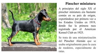 Se trata de una miniaturización
del Pinscher Alemán que se
usaba originalmente para la caza
de roedores, especialmente de
ratas.
A principios del siglo XX el
pinscher miniatura era bastante
común en su país de origen,
exportándose por primera vez a
los Estados Unidos en 1919,
donde fue la primera raza
registrada por el American
Kennel Club en 1925.
Pinscher miniatura
 