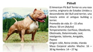 Pitbull
El American Pit Bull Terrier es una raza
canina, originaria de Estados Unidos y
descendiente del Bull-and-terrier, una
mezcla entre el antiguo bulldog y
terrier.
Promedio de vida: 8 – 15 años
Altura: 50 cm (Adulto)
Temperamento: Cariñoso, Obediente,
Obstinado, Determinado, Leal,
Inteligente, Valiente, Amigable,
Payaso
Origen: USA, Reino Unido, Irlanda
Masa Corporal adulto: Macho: 16 –
30 kg Hembra: 14 – 27 kg
 