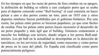 En los tiempos en que las razas de perros de foso estaban en su apogeo,
la definición de bulldog se refería a casi cualquier perro que se usaba
para el deporte conocido como "Bull-baiting" el cual consistía en hacer
pelear a uno o dos perros contra un toro, pero en 1835 este y otros
deportes similares fueron prohibidos por el gobierno británico. Por esta
razón, las peleas entre perros se hicieron populares, ya que eran fáciles
de ocultar. Para las peleas entre perros hacen necesario el desarrollo de
un perro pequeño y más ágil que el bulldog. Entonces comenzaron a
mezclar los bulldogs con terriers, dando orígen a los perros Bull-and-
terriers. Los pit bull en la actualidad se desempeñan en la detección de
narcóticos, en los servicios de seguridad, como mascotas y como perros
de presa en la caza del jabalí. En España está clasificado como perro
potencialmente peligroso.
 