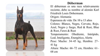 Dóberman
El dóberman es una raza relativamente
reciente, debe su nombre al alemán Karl
Friedrich Louis Dobermann.
Origen: Alemania
Esperanza de vida: De 10 a 13 años
Colores: Blanco, Negro, Cervato, Rojo,
Azul, Negro y fuego, Red & Rust, Blue
& Rust, Fawn & Rust
Temperamento: Obediente, Intrépido,
Leal, Inteligente, Energético, Alerta
Peso: Macho: 34–45 kg, Hembra: 27–
41 kg
Altura: Macho: 66–72 cm, Hembra: 61–
68 cm
 