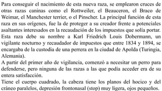 Para conseguir el nacimiento de esta nueva raza, se emplearon cruces de
otras razas caninas como el Rottweiler, el Beauceron, el Braco de
Weimar, el Manchester terrier, o el Pinscher. La principal función de esta
raza en sus orígenes, fue la de proteger a su creador frente a potenciales
asaltantes interesados en la recaudación de los impuestos que solía portar.
Esta raza debe su nombre a Karl Friedrich Louis Dobermann, un
vigilante nocturno y recaudador de impuestos que entre 1834 y 1894, se
encargaba de la custodia de una perrera en la ciudad de Apolda (Turingia,
Alemania).
A partir del primer año de vigilancia, comenzó a necesitar un perro para
defenderse, pero ninguna de las razas a las que podía acceder era de su
entera satisfacción.
Tiene el cuerpo cuadrado, la cabeza tiene los planos del hocico y del
cráneo paralelos, depresión frontonasal (stop) muy ligera, ojos pequeños.
 