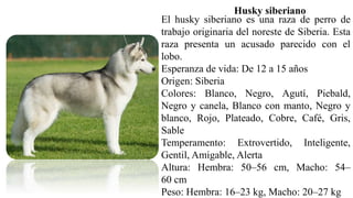 Husky siberiano
El husky siberiano es una raza de perro de
trabajo originaria del noreste de Siberia. Esta
raza presenta un acusado parecido con el
lobo.
Esperanza de vida: De 12 a 15 años
Origen: Siberia
Colores: Blanco, Negro, Agutí, Piebald,
Negro y canela, Blanco con manto, Negro y
blanco, Rojo, Plateado, Cobre, Café, Gris,
Sable
Temperamento: Extrovertido, Inteligente,
Gentil, Amigable, Alerta
Altura: Hembra: 50–56 cm, Macho: 54–
60 cm
Peso: Hembra: 16–23 kg, Macho: 20–27 kg
 