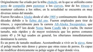 Originalmente fue criado por la tribu chukchi, en la que se utilizaba como
perro de compañía para pastorear a los ciervos, tirar de los trineos y
mantener calientes a los niños; en la actualidad se encuentra en muy
diversas zonas del mundo.
Fueron llevados a Alaska desde el año 1905 y continuamente durante dos
décadas debido a la fiebre del oro. Fueron empleados para tirar de
trineos, y especialmente para la carrera All-Alaska Sweepstakes, que
comprendía 657 km desde Nome hasta Candle ida y vuelta. De menor
tamaño, más rápidos y de mayor resistencia que los perros comunes
(entre 45 y 54 kg) usados en general, los siberianos inmediatamente
dominaron la carrera.
Es un perro de tamaño mediano. Acostumbrado a vivir en la nieve, tiene
el pelaje mucho más denso y grueso que otras razas de perros. Es capaz
de modificar drásticamente su pelaje según el lugar donde viva.
 