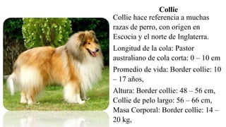 Collie hace referencia a muchas
razas de perro, con origen en
Escocia y el norte de Inglaterra.
Longitud de la cola: Pastor
australiano de cola corta: 0 – 10 cm
Promedio de vida: Border collie: 10
– 17 años,
Altura: Border collie: 48 – 56 cm,
Collie de pelo largo: 56 – 66 cm,
Masa Corporal: Border collie: 14 –
20 kg,
Collie
 