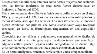Los pastores han utilizado esta raza como perros ovejeros por centurias,
pero las formas modernas de estas razas fueron desarrolladas en
Inglaterra a finales del 1800.
Esta clase temprana de collie es referida como collie escocés en el siglo
XIX y principios del XX. Los collies escoceses eran más pesados y
menos desarrollados que los actuales. Los ancestros del collie moderno
fueron exhibidos por primera vez como scotch sheep-dogs (ovejeros
escoceses) en 1860, en Birmingham (Inglaterra), en una exposición
canina.
Conocidos por ser dulces y cuidadores, son generalmente fáciles de
entrenar debido a su inteligencia y a un deseo innato por complacer.
Algunos collies pueden llegar a andar «colgados» de su dueño, algo
visto comúnmente como un sentido supradesarrollado de lealtad.
Es un perro inteligente, prudente, perseverante y una estupenda niñera.
 