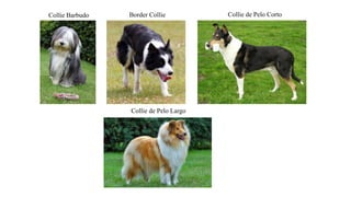 Collie Barbudo Border Collie Collie de Pelo Corto
Collie de Pelo Largo
 