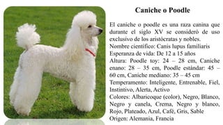 El caniche o poodle es una raza canina que
durante el siglo XV se consideró de uso
exclusivo de los aristócratas y nobles.
Nombre científico: Canis lupus familiaris
Esperanza de vida: De 12 a 15 años
Altura: Poodle toy: 24 – 28 cm, Caniche
enano: 28 – 35 cm, Poodle estándar: 45 –
60 cm, Caniche mediano: 35 – 45 cm
Temperamento: Inteligente, Entrenable, Fiel,
Instintivo, Alerta, Activo
Colores: Albaricoque (color), Negro, Blanco,
Negro y canela, Crema, Negro y blanco,
Rojo, Plateado, Azul, Café, Gris, Sable
Origen: Alemania, Francia
Caniche o Poodle
 