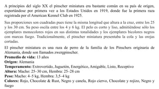 El pinscher miniatura es una raza de perro de la familia de los Pinschers originaria de
Alemania, donde son llamados zwergpinscher.
Promedio de vida: 13 años
Origen: Alemania
Temperamento: Extrovertido, Juguetón, Energético, Amigable, Listo, Receptivo
Altura: Macho: 25–30 cm, Hembra: 25–28 cm
Peso: Macho: 4–5 kg, Hembra: 3,5–4 kg
Colores: Rojo, Chocolate & Rust, Negro y canela, Rojo ciervo, Chocolate y rojizo, Negro y
fuego
A principios del siglo XX el pinscher miniatura era bastante común en su país de origen,
exportándose por primera vez a los Estados Unidos en 1919, donde fue la primera raza
registrada por el American Kennel Club en 1925.
Sus proporciones son cuadradas pues tiene la misma longitud que altura a la cruz, entre los 25
y los 30 cm. Su peso oscila entre los 4 y 6 kg. El pelo es corto y liso, admitiéndose sólo los
ejemplares monocolores rojos en sus distintas tonalidades y los ejemplares bicolores negros
con marcas fuego. Tradicionalmente, el pinscher miniatura presentaba la cola y las orejas
cortadas.
 