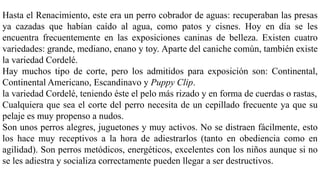 Hasta el Renacimiento, este era un perro cobrador de aguas: recuperaban las presas
ya cazadas que habían caído al agua, como patos y cisnes. Hoy en día se les
encuentra frecuentemente en las exposiciones caninas de belleza. Existen cuatro
variedades: grande, mediano, enano y toy. Aparte del caniche común, también existe
la variedad Cordelé.
Hay muchos tipo de corte, pero los admitidos para exposición son: Continental,
Continental Americano, Escandinavo y Puppy Clip.
la variedad Cordelé, teniendo éste el pelo más rizado y en forma de cuerdas o rastas,
Cualquiera que sea el corte del perro necesita de un cepillado frecuente ya que su
pelaje es muy propenso a nudos.
Son unos perros alegres, juguetones y muy activos. No se distraen fácilmente, esto
los hace muy receptivos a la hora de adiestrarlos (tanto en obediencia como en
agilidad). Son perros metódicos, energéticos, excelentes con los niños aunque si no
se les adiestra y socializa correctamente pueden llegar a ser destructivos.
 