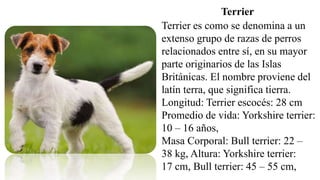 Terrier es como se denomina a un
extenso grupo de razas de perros
relacionados entre sí, en su mayor
parte originarios de las Islas
Británicas. El nombre proviene del
latín terra, que significa tierra.
Longitud: Terrier escocés: 28 cm
Promedio de vida: Yorkshire terrier:
10 – 16 años,
Masa Corporal: Bull terrier: 22 –
38 kg, Altura: Yorkshire terrier:
17 cm, Bull terrier: 45 – 55 cm,
Terrier
 