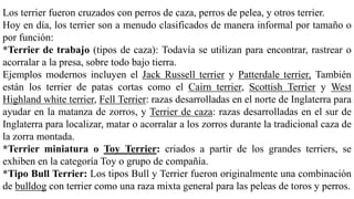 Los terrier fueron cruzados con perros de caza, perros de pelea, y otros terrier.
Hoy en día, los terrier son a menudo clasificados de manera informal por tamaño o
por función:
*Terrier de trabajo (tipos de caza): Todavía se utilizan para encontrar, rastrear o
acorralar a la presa, sobre todo bajo tierra.
Ejemplos modernos incluyen el Jack Russell terrier y Patterdale terrier, También
están los terrier de patas cortas como el Cairn terrier, Scottish Terrier y West
Highland white terrier, Fell Terrier: razas desarrolladas en el norte de Inglaterra para
ayudar en la matanza de zorros, y Terrier de caza: razas desarrolladas en el sur de
Inglaterra para localizar, matar o acorralar a los zorros durante la tradicional caza de
la zorra montada.
*Terrier miniatura o Toy Terrier: criados a partir de los grandes terriers, se
exhiben en la categoría Toy o grupo de compañía.
*Tipo Bull Terrier: Los tipos Bull y Terrier fueron originalmente una combinación
de bulldog con terrier como una raza mixta general para las peleas de toros y perros.
 