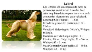 Lebrel
Los lebreles son un conjunto de razas de
perros cuya constitución física les hace
estar muy bien dotados para la carrera, en la
que pueden alcanzar una gran velocidad.
Longitud: Canis lupus: 1 – 1,6 m
Periodo de gestación: Canis lupus: 62 –
75 días
Velocidad: Galgo inglés: 70 km/h, Whippet:
56 km/h,
Promedio de vida: Galgo inglés: 10 –
15 años, Altura: Galgo inglés: 71 – 76 cm,
Whippet: 47 – 51 cm,
Masa Corporal: Galgo inglés: 27 – 40 kg,
Whippet: 6,8 – 14 kg,
 