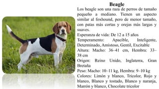 Los beagle son una raza de perros de tamaño
pequeño a mediano. Tienen un aspecto
similar al foxhound, pero de menor tamaño,
con patas más cortas y orejas más largas y
suaves.
Esperanza de vida: De 12 a 15 años
Temperamento: Apacible, Inteligente,
Determinado, Amistoso, Gentil, Excitable
Altura: Macho: 36–41 cm, Hembra: 33–
38 cm
Origen: Reino Unido, Inglaterra, Gran
Bretaña
Peso: Macho: 10–11 kg, Hembra: 9–10 kg
Colores: Limón y blanco, Tricolor, Rojo y
blanco, Blanco y tostado, Blanco y naranja,
Marrón y blanco, Chocolate tricolor
Beagle
 