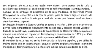 Los orígenes de esta raza no están muy claros, pero perros de la talla y
características similares al beagle moderno se remontan hasta la Antigua Grecia.
Aunque se le atribuye el desarrollo de la raza moderna, el reverendo Phillip
Honeywood se concentró en la cría de perros para la caza y dejó en manos de
Thomas Johnson refinar la cría para producir perros que fueran cazadores tanto
atractivos como capaces.
Los beagles llegaron a Estados Unidos en torno a los años 1840, pero los primeros
perros fueron importados exclusivamente para la caza y eran de calidad variable.
Cuando se constituyó, la Asociación de Propietarios de Harriers y Beagles puso en
marcha una exhibición regular en Peterborough comenzando en 1889, y el Club
del Beagle en el Reino Unido montó su primera exhibición en 1896.
El nombre de esta raza no se ha incorporado al idioma español, y se utiliza la
misma grafía que en idioma inglés. Según el Oxford English Dictionary, la primera
mención del término beagle en la literatura inglesa data de alrededor de 1475.
 