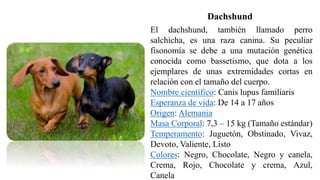 El dachshund, también llamado perro
salchicha, es una raza canina. Su peculiar
fisonomía se debe a una mutación genética
conocida como bassetismo, que dota a los
ejemplares de unas extremidades cortas en
relación con el tamaño del cuerpo.
Nombre científico: Canis lupus familiaris
Esperanza de vida: De 14 a 17 años
Origen: Alemania
Masa Corporal: 7,3 – 15 kg (Tamaño estándar)
Temperamento: Juguetón, Obstinado, Vivaz,
Devoto, Valiente, Listo
Colores: Negro, Chocolate, Negro y canela,
Crema, Rojo, Chocolate y crema, Azul,
Canela
Dachshund
 