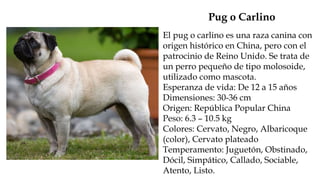 El pug o carlino es una raza canina con
origen histórico en China, pero con el
patrocinio de Reino Unido. Se trata de
un perro pequeño de tipo molosoide,
utilizado como mascota.
Esperanza de vida: De 12 a 15 años
Dimensiones: 30-36 cm
Origen: República Popular China
Peso: 6.3 – 10.5 kg
Colores: Cervato, Negro, Albaricoque
(color), Cervato plateado
Temperamento: Juguetón, Obstinado,
Dócil, Simpático, Callado, Sociable,
Atento, Listo.
Pug o Carlino
 