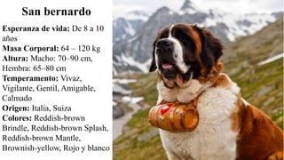 Esperanza de vida: De 8 a 10
años
Masa Corporal: 64 – 120 kg
Altura: Macho: 70–90 cm,
Hembra: 65–80 cm
Temperamento: Vivaz,
Vigilante, Gentil, Amigable,
Calmado
Origen: Italia, Suiza
Colores: Reddish-brown
Brindle, Reddish-brown Splash,
Reddish-brown Mantle,
Brownish-yellow, Rojo y blanco
San bernardo
 