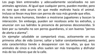 Los pugs bien entrenados y adecuadamente socializados no son
animales agresivos. Al igual que cualquier perro, pueden morder, pero
es raro que esto ocurra sin que medie maltrato hacia el animal.
Incluso se llevan muy bien con perros de raza más grande que ellos.
Ante los seres humanos, tienden a mostrarse juguetones y buscan la
interacción. Sin embargo, pueden ser recelosos ante los extraños, y
anunciar con sus ladridos la presencia de personas desconocidas. Si
bien por su tamaño no son perros guardianes, sí son buenos "perros
de alerta o alarma".
Un ejemplar saludable se comportará vivaz, activamente en sus
primeros años de vida (correr, saltar y ladrar constantemente), pero
esta característica tiende a desaparecer con los años, ya que los
animales de cinco o más años suelen ser más tranquilos y disfrutar
más de los sillones que de la calle.
 