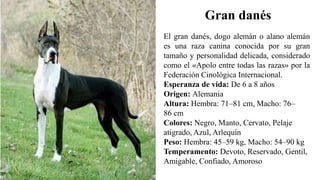 El gran danés, dogo alemán o alano alemán
es una raza canina conocida por su gran
tamaño y personalidad delicada, considerado
como el «Apolo entre todas las razas» por la
Federación Cinológica Internacional.
Esperanza de vida: De 6 a 8 años
Origen: Alemania
Altura: Hembra: 71–81 cm, Macho: 76–
86 cm
Colores: Negro, Manto, Cervato, Pelaje
atigrado, Azul, Arlequín
Peso: Hembra: 45–59 kg, Macho: 54–90 kg
Temperamento: Devoto, Reservado, Gentil,
Amigable, Confiado, Amoroso
Gran danés
 