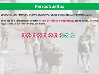 Perros Sueltos
¿CONOCE EL DISPENSARIO CANINO MUNICIPAL? ¿SABE DONDE QUEDA Y COMO LLEGAR?
Entre los que considerarían adoptar, el 75% no conoce el dispensario, donde queda, ni como
llegar. Existe un desconocimiento del mismo.
 