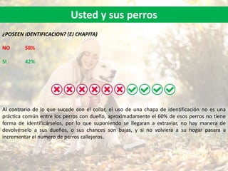 Usted y sus perros
¿POSEEN IDENTIFICACION? (EJ CHAPITA)
NO 58%
SI 42%
Al contrario de lo que sucede con el collar, el uso de una chapa de identificación no es una
práctica común entre los perros con dueño, aproximadamente el 60% de esos perros no tiene
forma de identificárselos, por lo que suponiendo se llegaran a extraviar, no hay manera de
devolvérselo a sus dueños, o sus chances son bajas, y si no volviera a su hogar pasara a
incrementar el numero de perros callejeros.
 