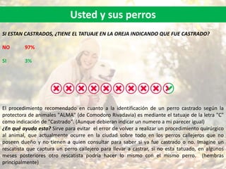 Usted y sus perros
SI ESTAN CASTRADOS, ¿TIENE EL TATUAJE EN LA OREJA INDICANDO QUE FUE CASTRADO?
NO 97%
SI 3%
El procedimiento recomendado en cuanto a la identificación de un perro castrado según la
protectora de animales "ALMA" (de Comodoro Rivadavia) es mediante el tatuaje de la letra "C"
como indicación de "Castrado". (Aunque debieran indicar un numero a mi parecer igual)
¿En qué ayuda esto? Sirve para evitar el error de volver a realizar un procedimiento quirúrgico
al animal, que actualmente ocurre en la ciudad sobre todo en los perros callejeros que no
poseen dueño y no tienen a quien consultar para saber si ya fue castrado o no. Imagine un
rescatista que captura un perro callejero para llevar a castrar, si no esta tatuado, en algunos
meses posteriores otro rescatista podría hacer lo mismo con el mismo perro. (hembras
principalmente)
 
