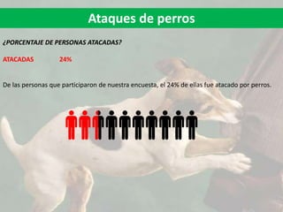 Ataques de perros
¿PORCENTAJE DE PERSONAS ATACADAS?
ATACADAS 24%
De las personas que participaron de nuestra encuesta, el 24% de ellas fue atacado por perros.
 