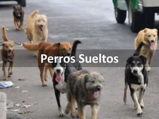 Perros Sueltos
 