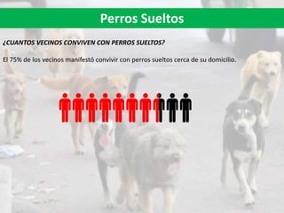 Perros Sueltos
¿CUANTOS VECINOS CONVIVEN CON PERROS SUELTOS?
El 75% de los vecinos manifestó convivir con perros sueltos cerca de su domicilio.
 