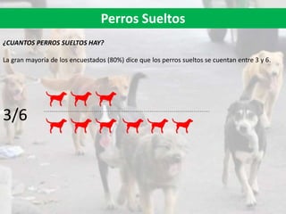 Perros Sueltos
¿CUANTOS PERROS SUELTOS HAY?
La gran mayoría de los encuestados (80%) dice que los perros sueltos se cuentan entre 3 y 6.
3/6
 